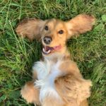 brown and white long coated small dog lying on green grass